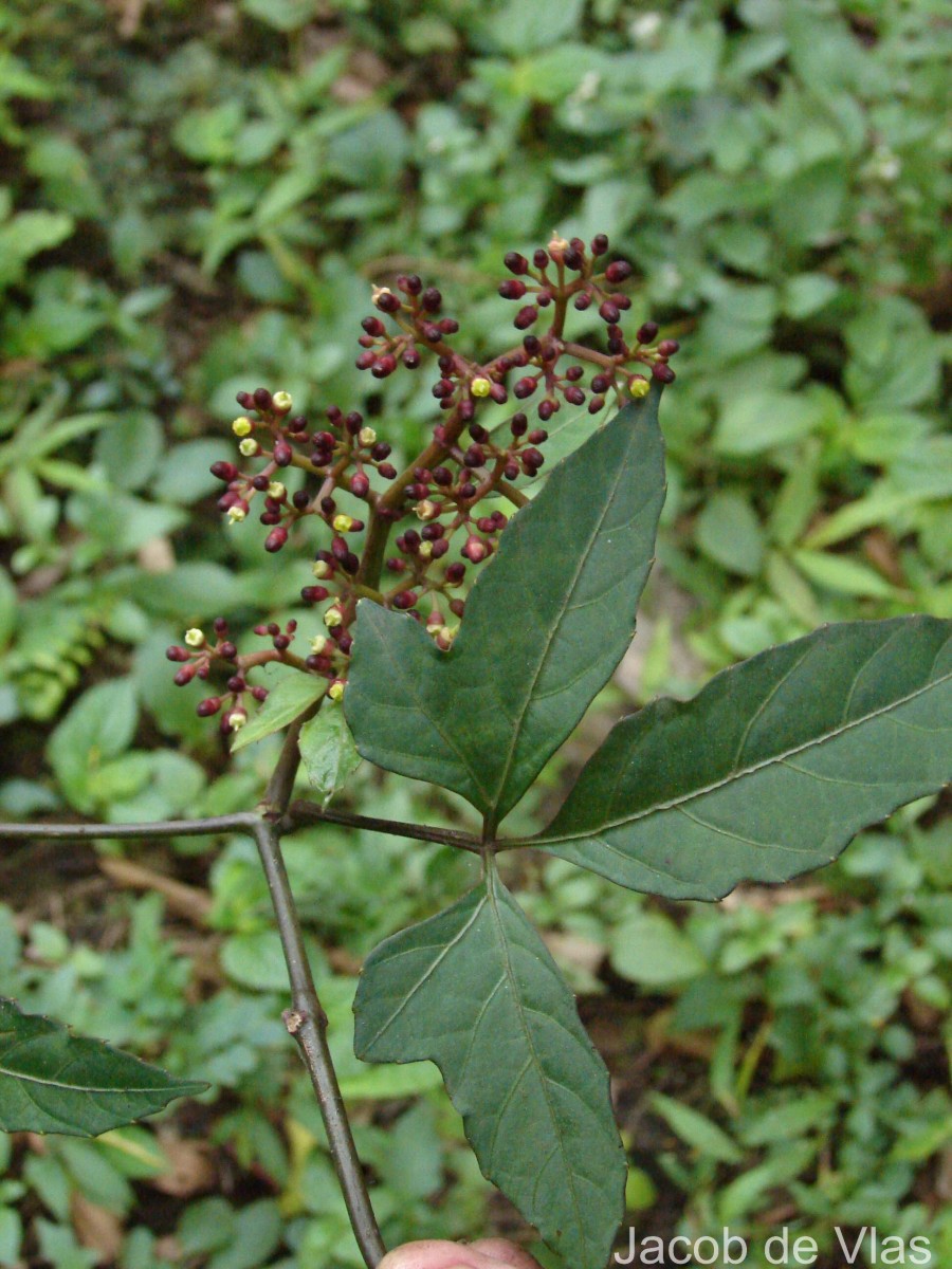Cissus gardneri Thwaites